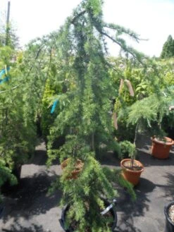 Treurceder (Cedrus Deodara 'Pendula') -Tuinplanten Winkel cedrus deodara pendula 150 175 c35