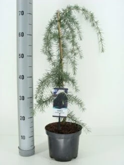 Treurceder (Cedrus Deodara 'Pendula') -Tuinplanten Winkel cedrus deodara pendula c3 m 1