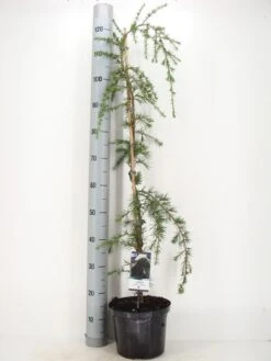 Treurceder (Cedrus Deodara 'Pendula') -Tuinplanten Winkel cedrus deodara pendula c5 m 1