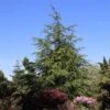 Libanonceder (Cedrus Libani) -Tuinplanten Winkel cedrus libani