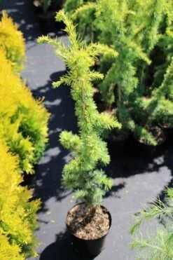 Atlasceder (Cedrus Libani 'Atlantica Aurea') -Tuinplanten Winkel cedrus libani atlantica aurea