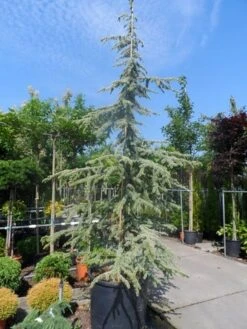 Atlasceder (Cedrus Libani 'Atlantica Aurea') -Tuinplanten Winkel cedrus libani atlantica aurea 300 350 cont