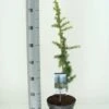 Atlasceder (Cedrus Libani 'Atlantica Aurea') -Tuinplanten Winkel cedrus libani atlantica aurea c3 m
