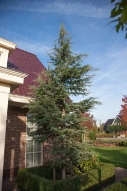 Atlasceder (Cedrus Libani 'Glauca') -Tuinplanten Winkel cedrus libani glauca