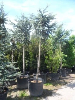 Atlasceder (Cedrus Libani 'Glauca') -Tuinplanten Winkel cedrus libani glauca 25 30ho c240