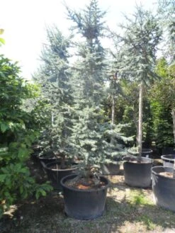 Atlasceder (Cedrus Libani 'Glauca') -Tuinplanten Winkel cedrus libani glauca 350 400 c240