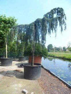 Treurceder Als Boom (Cedrus Libani 'Glauca Pendula') 31 Treurceder Als Boom (Cedrus Libani 'Glauca Pendula') -Tuinplanten Winkel cedrus libani glauca pendula 35 40ho c1000 1