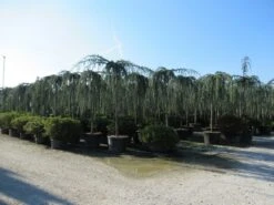 Treurceder Als Boom (Cedrus Libani 'Glauca Pendula') 39 Treurceder Als Boom (Cedrus Libani 'Glauca Pendula') -Tuinplanten Winkel cedrus libani glauca pendula 4