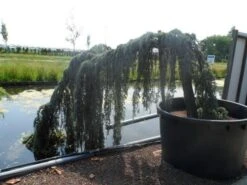 Treurceder Als Boom (Cedrus Libani 'Glauca Pendula') 32 Treurceder Als Boom (Cedrus Libani 'Glauca Pendula') -Tuinplanten Winkel cedrus libani glauca pendula halfstam c1000 solitair 1