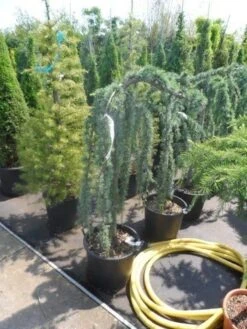 Treurceder Als Boom (Cedrus Libani 'Glauca Pendula') 33 Treurceder Als Boom (Cedrus Libani 'Glauca Pendula') -Tuinplanten Winkel cedrus libani glauca pendula halfstam c35 1