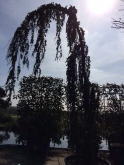 Treurceder Als Boom (Cedrus Libani 'Glauca Pendula') 36 Treurceder Als Boom (Cedrus Libani 'Glauca Pendula') -Tuinplanten Winkel cedrus libanica glauca pendula solitair geveerd