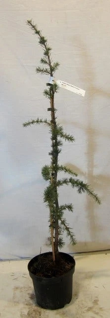 Treurceder Als Boom (Cedrus Libani 'Glauca Pendula') 10 Treurceder Als Boom (Cedrus Libani 'Glauca Pendula') - Afbeelding 8