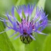 Korenbloem (Centaurea Montana)