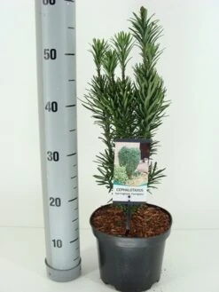 Knoptaxus (Cephalotaxus Harringtonia 'Fastigiata') -Tuinplanten Winkel cephalotaxus harr. fastigiata winter c3 m