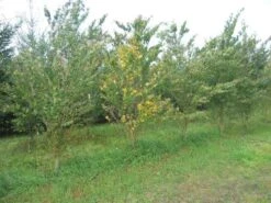 Katsoera Als Struik (Cercidiphyllum Japonicum) -Tuinplanten Winkel cercidiphyllum jap 300 400