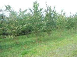 Katsoera Als Struik (Cercidiphyllum Japonicum) -Tuinplanten Winkel cercidiphyllum jap 300 400 1