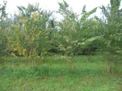 Katsoera Als Struik (Cercidiphyllum Japonicum) -Tuinplanten Winkel cercidiphyllum jap 300 400 2