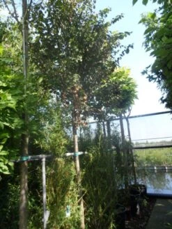 Katsoera Als Boom (Cercidiphyllum Japonicum) -Tuinplanten Winkel cercidiphyllum japonicum 18 20ho cont