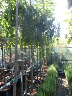 Katsoera (Cercidiphyllum Japonicum 'Pendulum') 7 Katsoera (Cercidiphyllum Japonicum 'Pendulum') -Tuinplanten Winkel cercidiphyllum japonicum pendulum 8 10ho cont