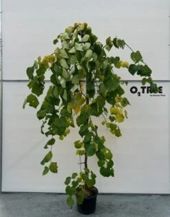 Judasboom (Cercis Canadensis 'Vanilla Twist') 5 Judasboom (Cercis Canadensis 'Vanilla Twist') -Tuinplanten Winkel cercis vanillatwist kweker01