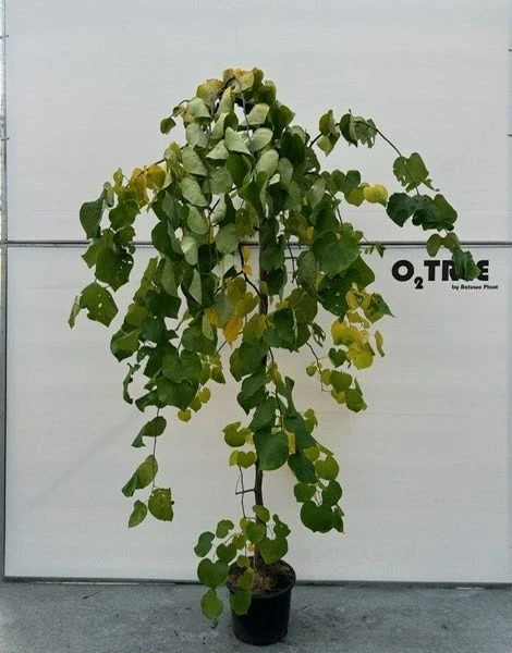 Judasboom (Cercis Canadensis 'Vanilla Twist') 4 Judasboom (Cercis Canadensis 'Vanilla Twist') - Afbeelding 2