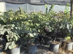 Judasboom Als Struik (Cercis Canadensis 'Forest Pansy') -Tuinplanten Winkel cercis canadensis forest pansy 100 125 cm