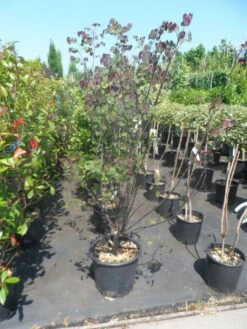 Judasboom Als Struik (Cercis Canadensis 'Forest Pansy') -Tuinplanten Winkel cercis canadensis forest pansy 125 150