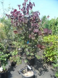 Judasboom Als Struik (Cercis Canadensis 'Forest Pansy') -Tuinplanten Winkel cercis canadensis forest pansy 150 175