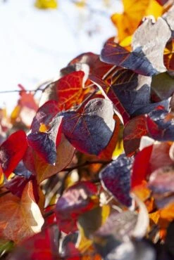Treur Judasboom (Cercis Canadensis 'Ruby Falls') -Tuinplanten Winkel cercis canadensis ruby falls02