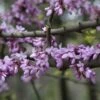 Judasboom (Cercis Siliquastrum) -Tuinplanten Winkel cercis siliquastrum 1