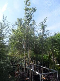 Judasboom (Cercis Siliquastrum) -Tuinplanten Winkel cercis siliquastrum 10 12ho cont