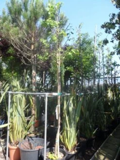 Judasboom (Cercis Siliquastrum) -Tuinplanten Winkel cercis siliquastrum alba 10 12ho cont