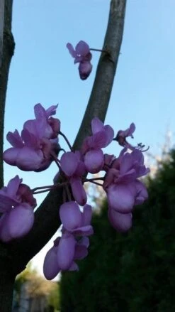 Judasboom (Cercis Siliquastrum) -Tuinplanten Winkel cercis sill