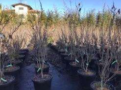 Chinese Judasboom (Cercis Chinensis 'Shirobana') -Tuinplanten Winkel cercisshirobana125