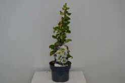 Japanse Kwee (Chaenomeles Superba 'Jet Trail') 7 Japanse Kwee (Chaenomeles Superba 'Jet Trail') -Tuinplanten Winkel chaenomeles jet trail aug 23