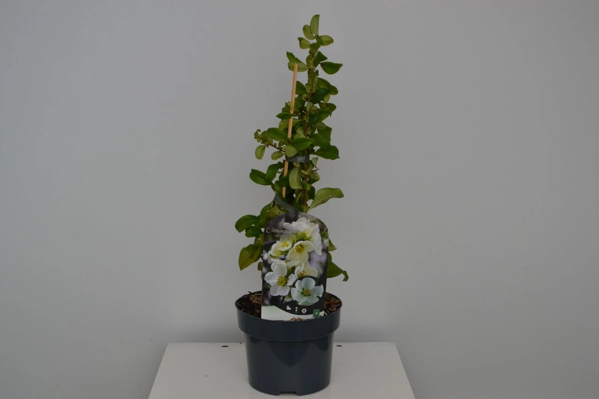 Japanse Kwee (Chaenomeles Superba 'Jet Trail') 5 Japanse Kwee (Chaenomeles Superba 'Jet Trail') - Afbeelding 3