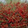 Japanse Kwee (Chaenomeles Superba 'Texas Scarlet')