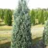 Blauwe Haagconifeer (Chamaecyparis Lawsoniana 'Columnaris') 2 Blauwe Haagconifeer (Chamaecyparis Lawsoniana 'Columnaris') -Tuinplanten Winkel cham columnaris 175 200