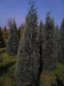 Blauwe Haagconifeer (Chamaecyparis Lawsoniana 'Columnaris') -Tuinplanten Winkel cham columnaris 250 300