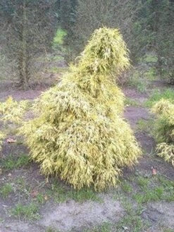 Cypres (Chamaecyparis Pisifera 'Filifera Aurea') -Tuinplanten Winkel cham l aurea