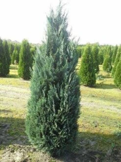 Blauwe Haagconifeer (Chamaecyparis Lawsoniana 'Columnaris') -Tuinplanten Winkel cham l columnaris 175 200 2
