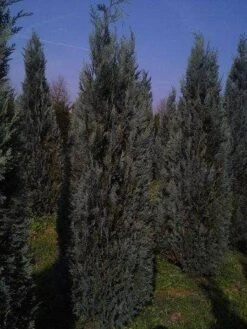 Blauwe Haagconifeer (Chamaecyparis Lawsoniana 'Columnaris') -Tuinplanten Winkel cham l columnaris 250 300 1