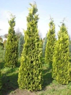 Gele Haagconifeer (Chamaecyparis Lawsoniana 'Ivonne') -Tuinplanten Winkel cham l ivonne 250 3001