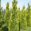 Gele Haagconifeer (Chamaecyparis Lawsoniana 'Ivonne') 2 Gele Haagconifeer (Chamaecyparis Lawsoniana 'Ivonne') -Tuinplanten Winkel cham l ivonne 250 300 1