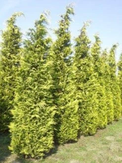 Gele Haagconifeer (Chamaecyparis Lawsoniana 'Ivonne') -Tuinplanten Winkel cham l ivonne 400 450 1