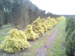 Cypres (Chamaecyparis Pisifera 'Filifera Aurea') -Tuinplanten Winkel cham p aurea 1