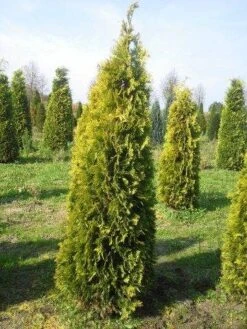Gele Haagconifeer (Chamaecyparis Lawsoniana 'Stardust') 9 Gele Haagconifeer (Chamaecyparis Lawsoniana 'Stardust') -Tuinplanten Winkel cham stardust 250