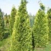 Gele Haagconifeer (Chamaecyparis Lawsoniana 'Stardust') -Tuinplanten Winkel cham stardust 250 1