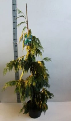 Cypres (Chamaecyparis Nootkatensis 'Pendula') -Tuinplanten Winkel chamacyparis n pendula 100 125 cm co. 10l b kopie