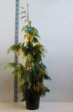 Cypres (Chamaecyparis Nootkatensis 'Pendula') -Tuinplanten Winkel chamacyparis n pendula 100 125 cm co. 10l kopie